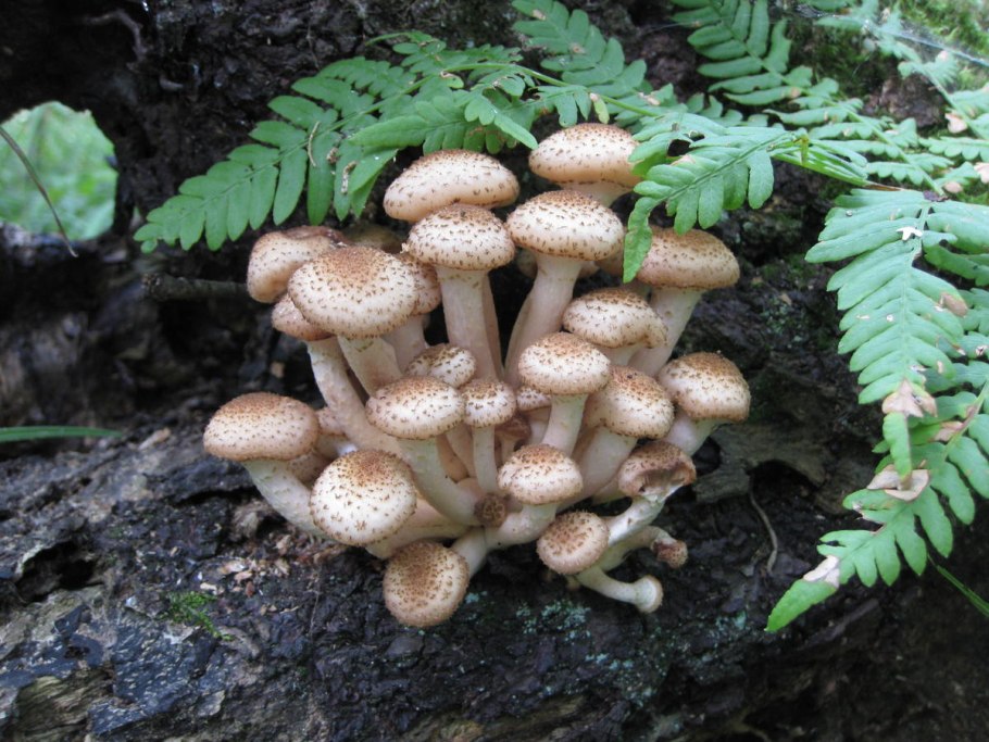 Опёнок осенний (armillaria mellea)