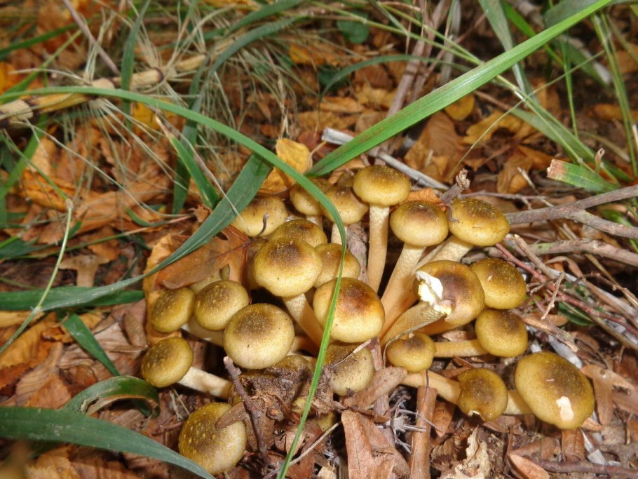 Медовые грибы armillaria mellea