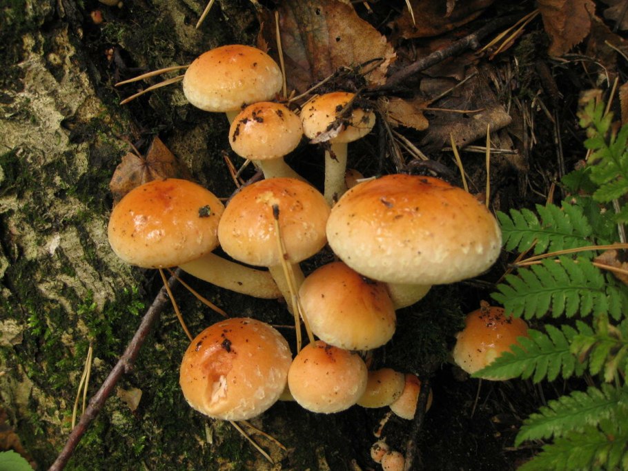 Опёнок кирпично красный