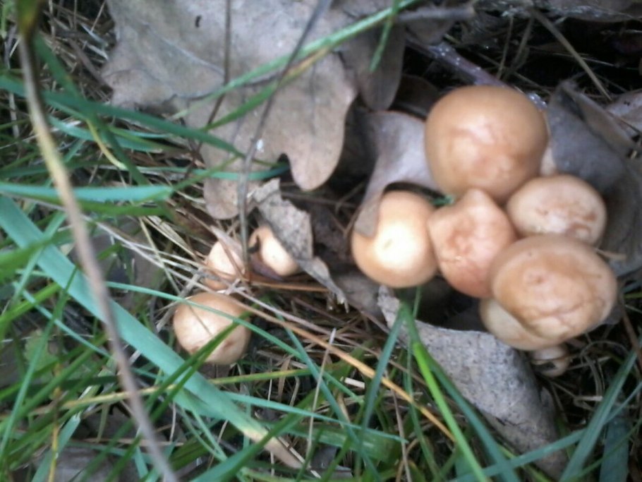 Гриб опенок луговой