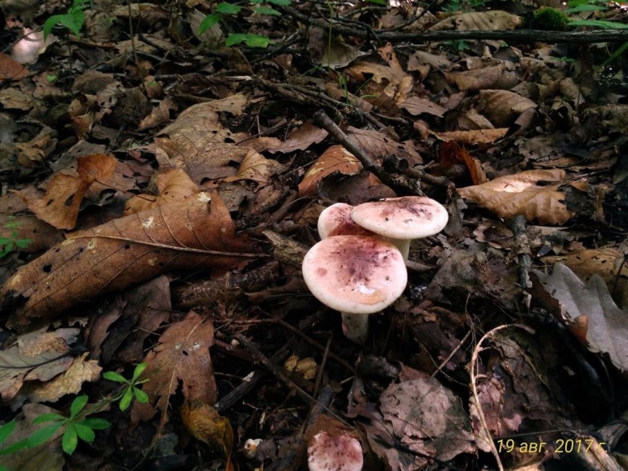 Грибы гигрофор сыроежковый