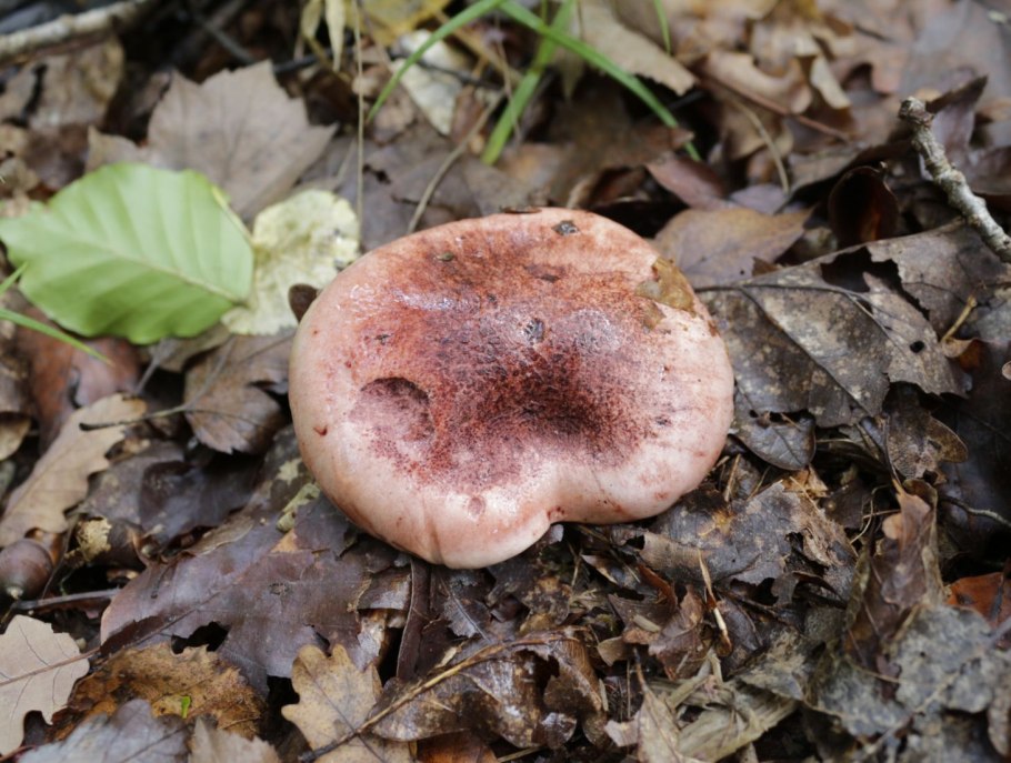 Hygrophorus pudorinus гриб