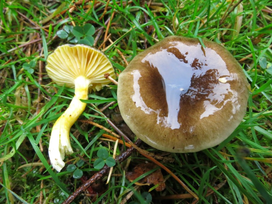 Гигрофор желтовато-белый (Hygrophorus eburneus)