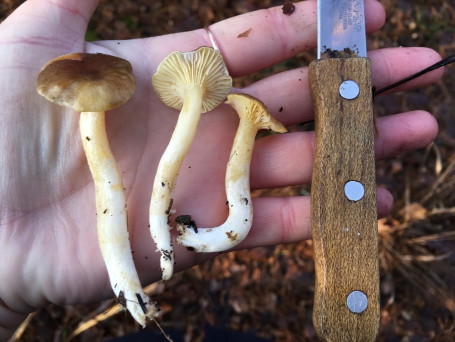 Гигрофор поздний