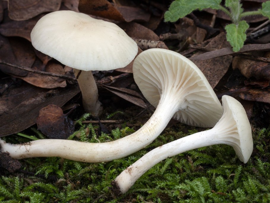 Hygrophorus erubescens