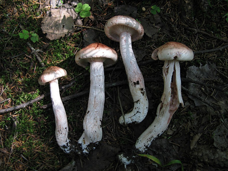 Паутинник болотный гриб