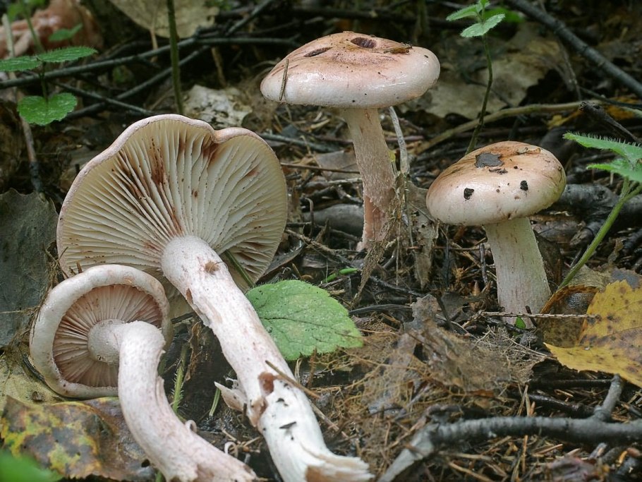 Гигрофор Луговой съедобный