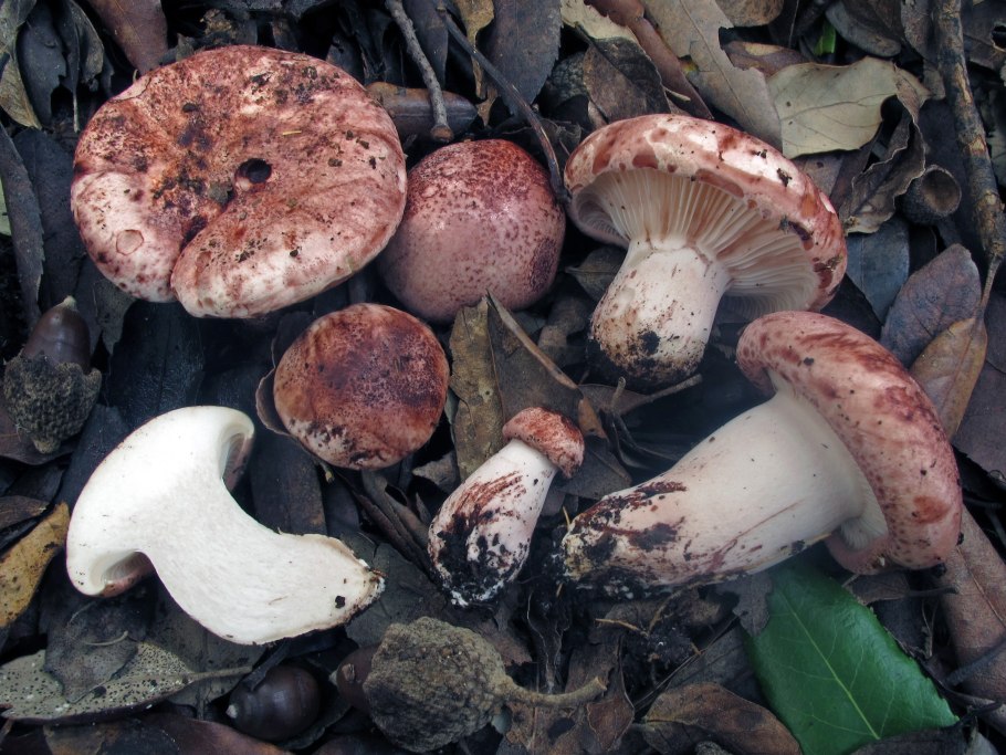 Гриб гигрофор красноватый