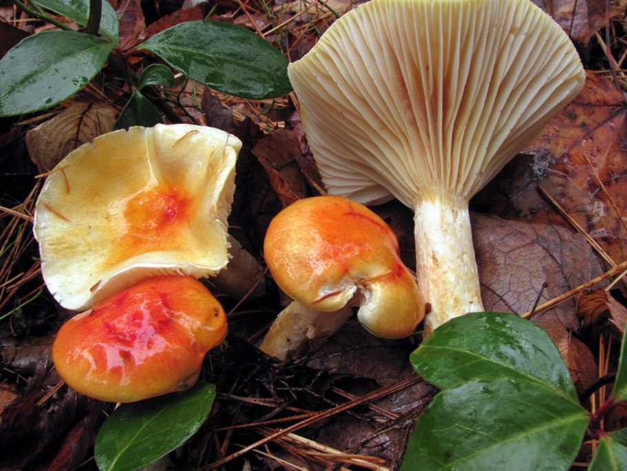 Гриб гигрофор Луговой