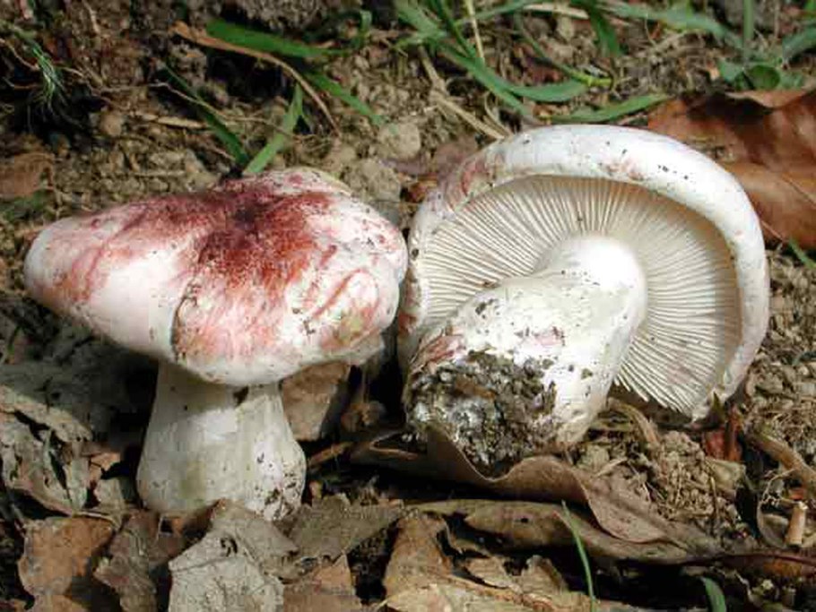 Мицена обыкновенная