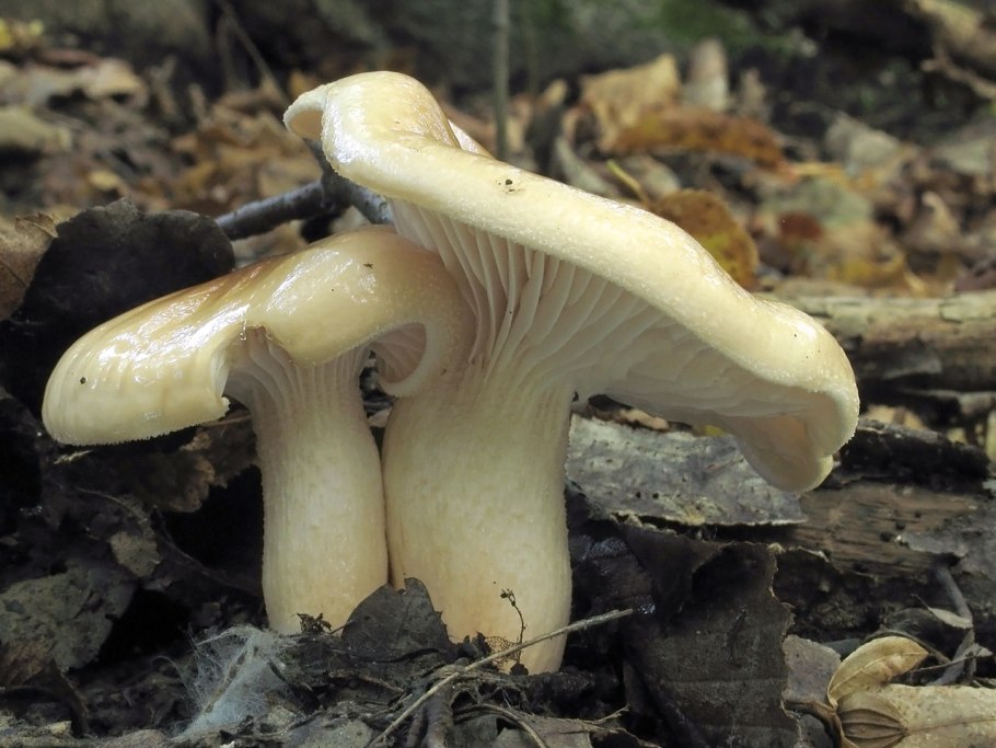 Грибы гигрофор сыроежковый