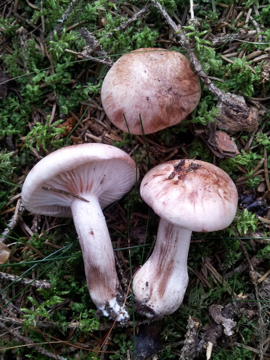 Грибы гигрофор сыроежковый