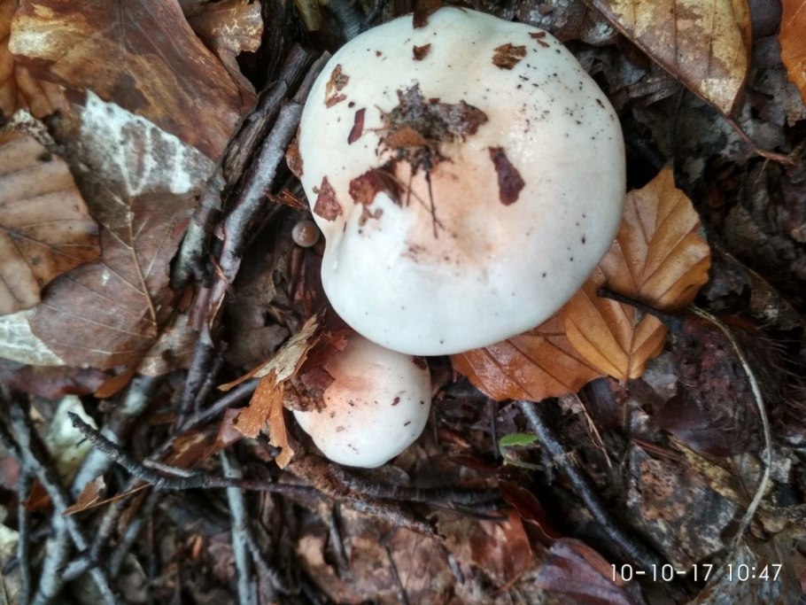 Гриб гигрофор Луговой