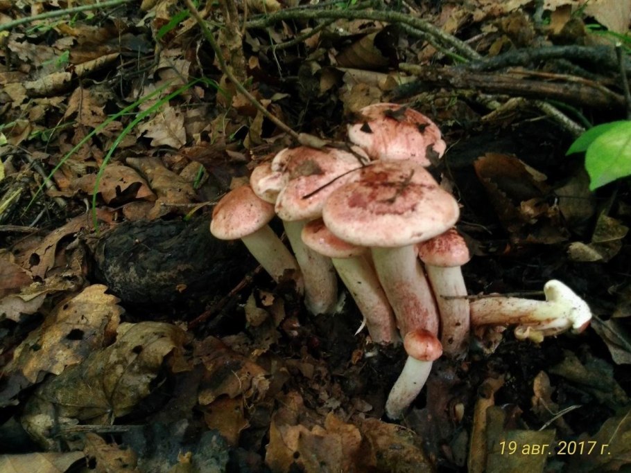 Гигроцибе пёстрая гриб