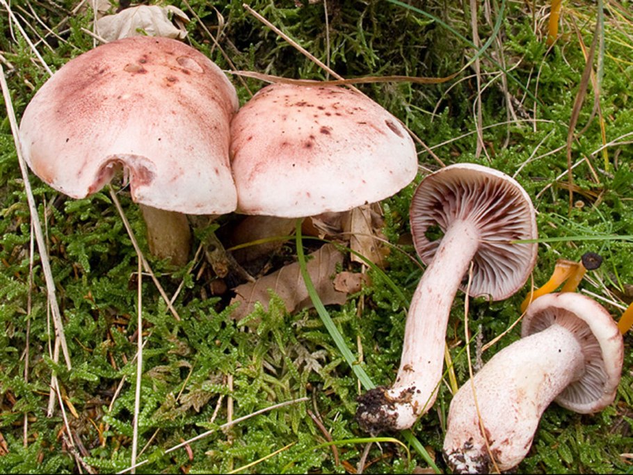 Гигрофор обыкновенный