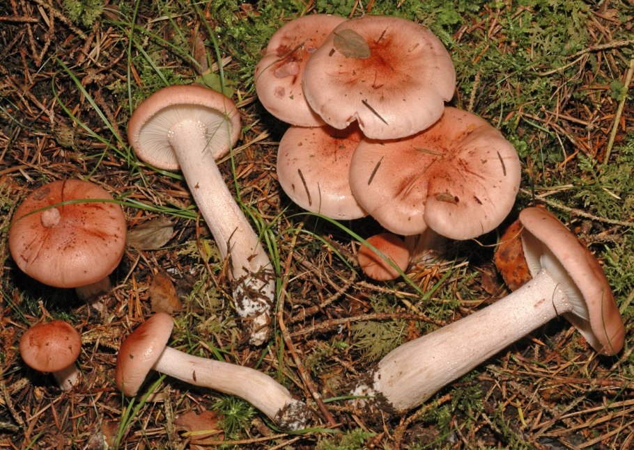 Гриб гигрофор