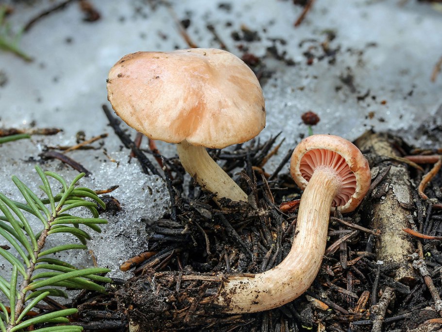 Гриб гигрофор белый