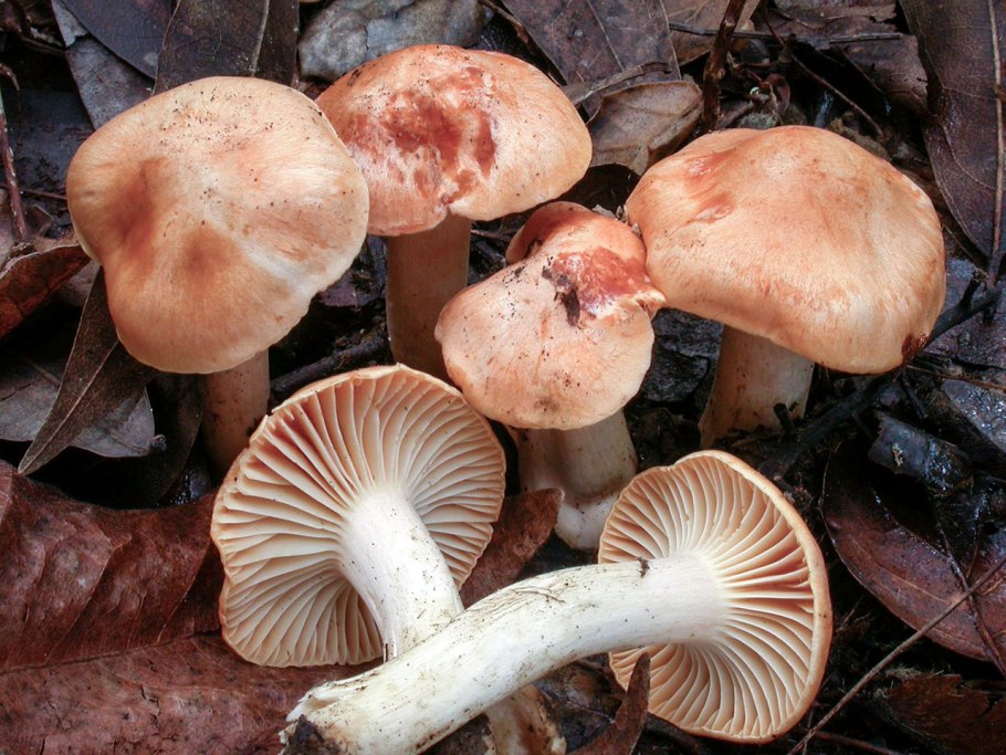 Гигрофор зимний