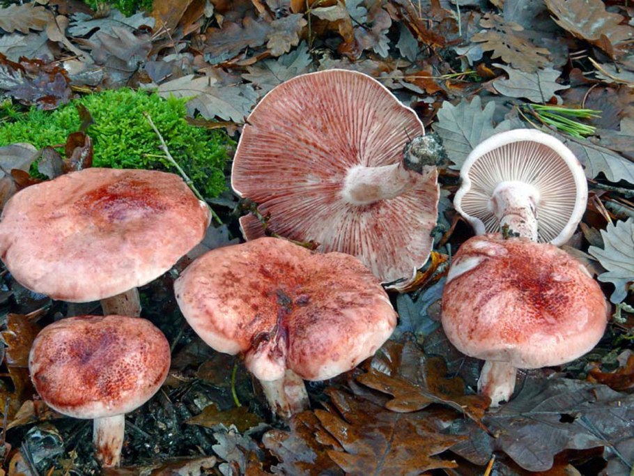 Гигрофор сыроежковый вишняк