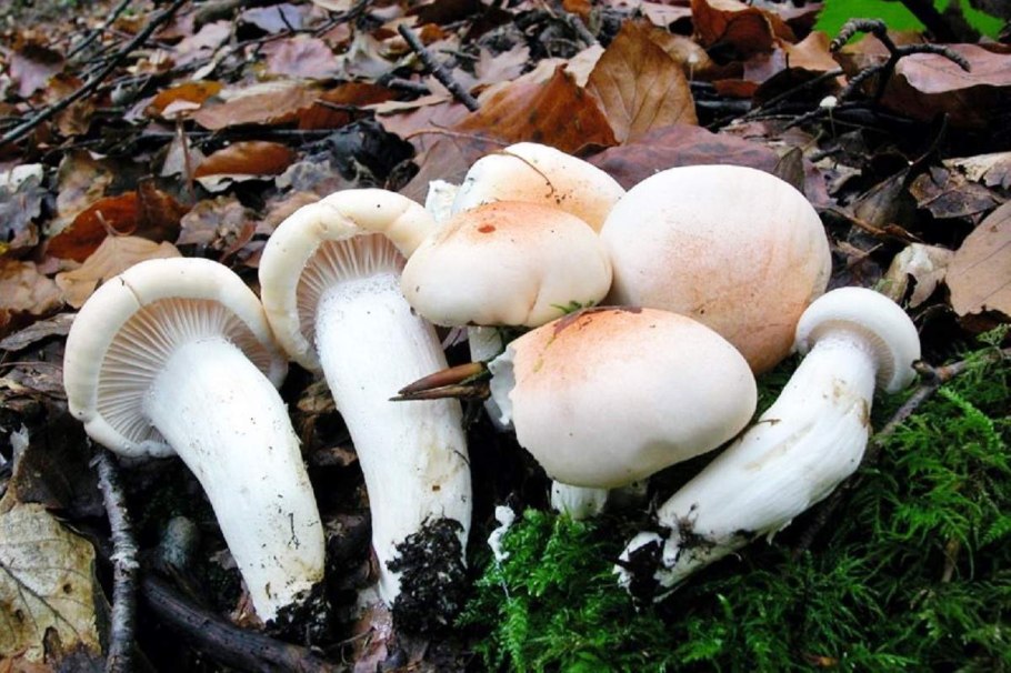 Hygrophorus pudorinus гриб