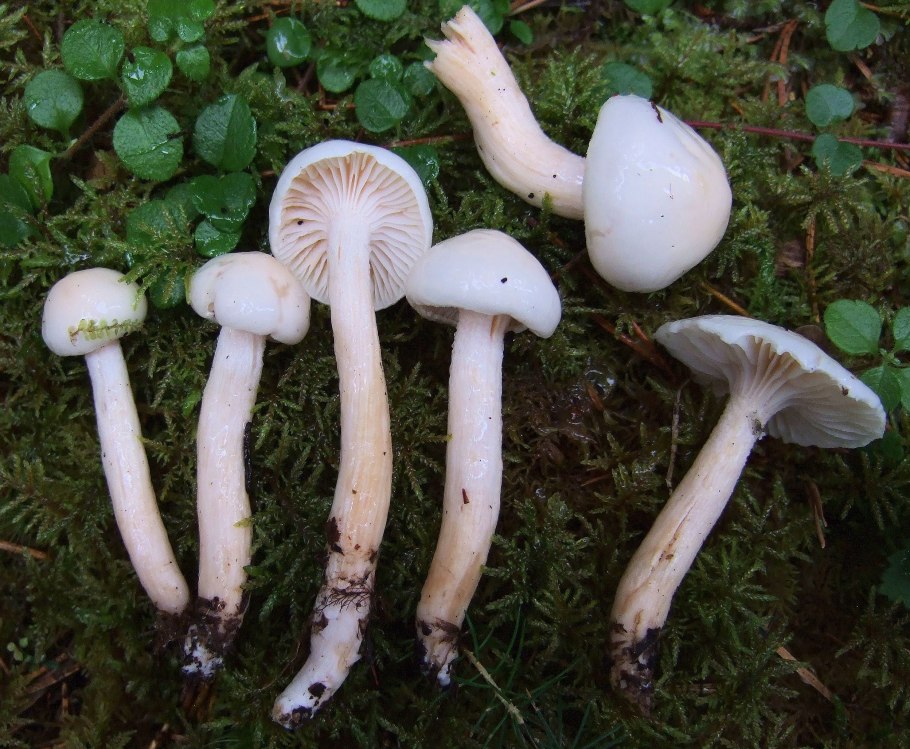Гриб Hygrocybe punicea