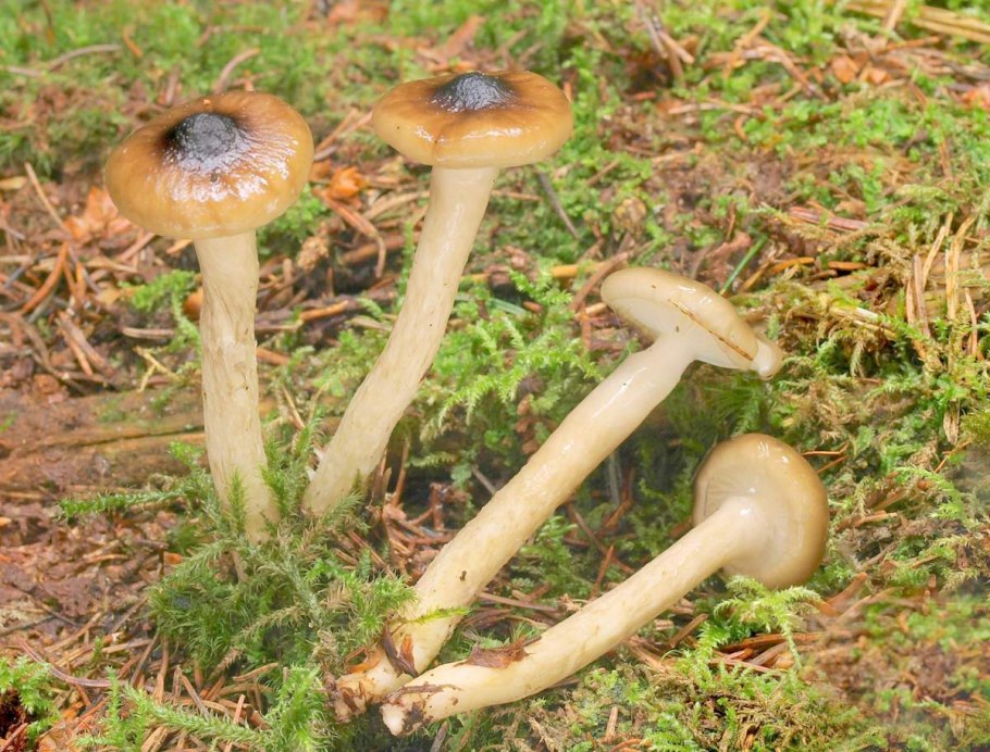 Гигрофор дисковидный Hygrophorus