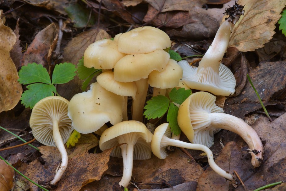 Гигрофор гриб