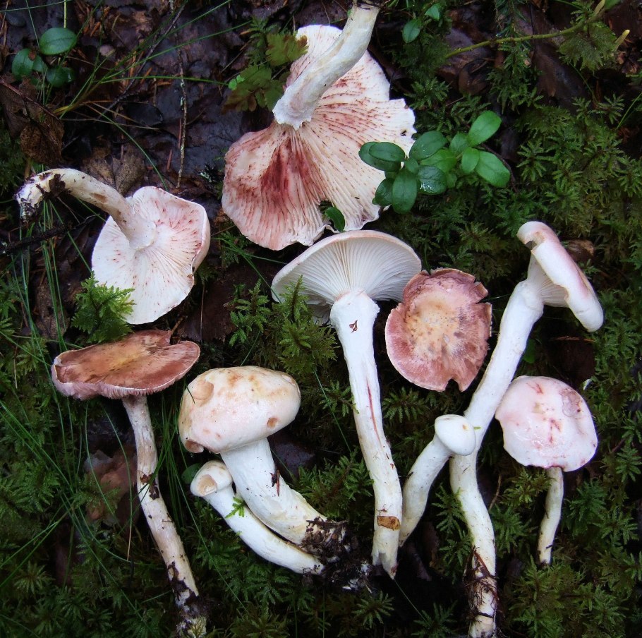 Гриб гигрофор белый