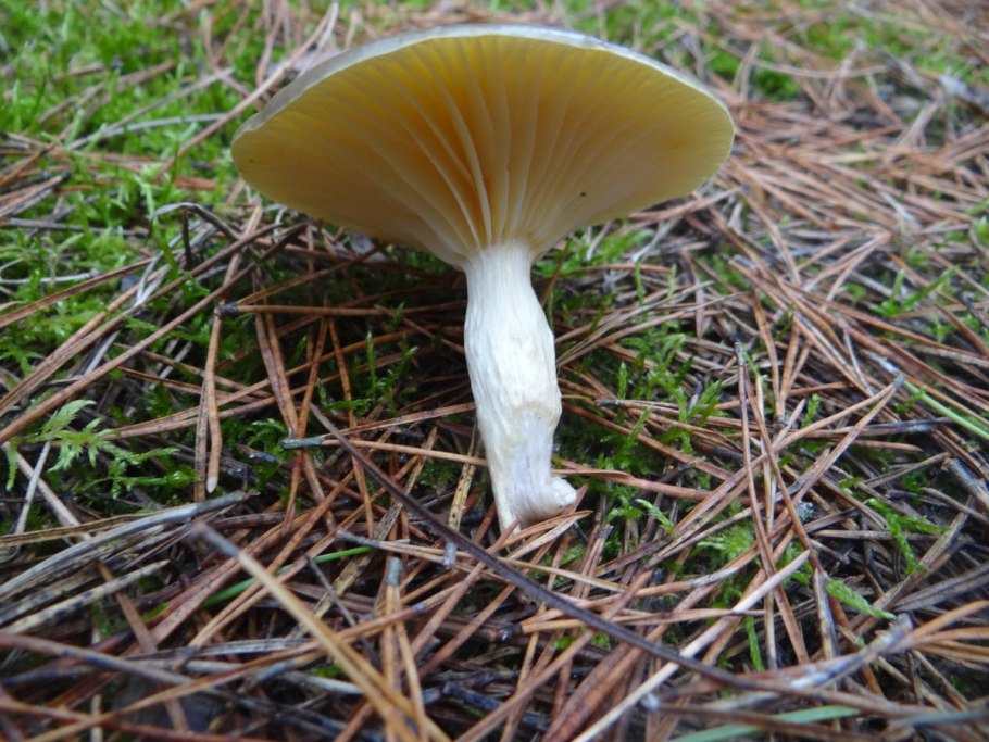 Гигрофор сыроежковый Вишняк