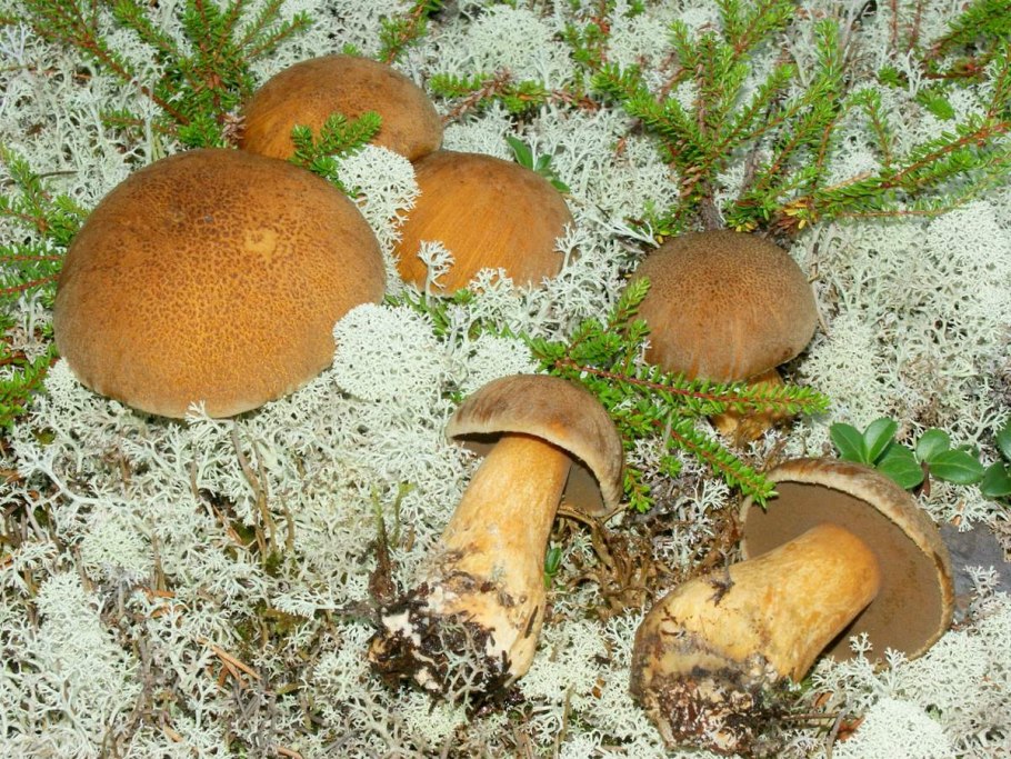 Моховик гриб съедобный