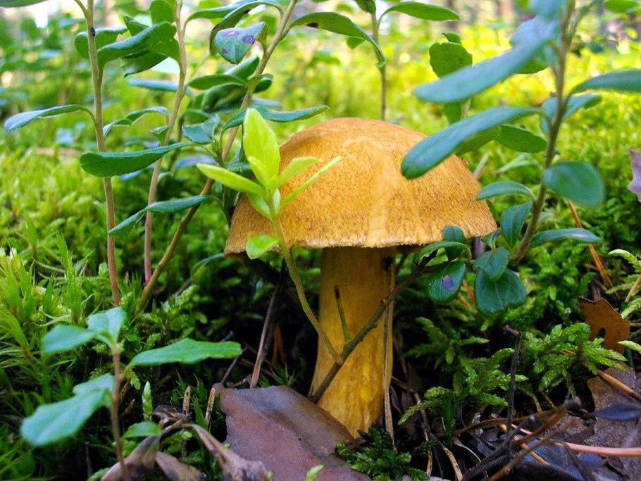 Моховик полузолотистый