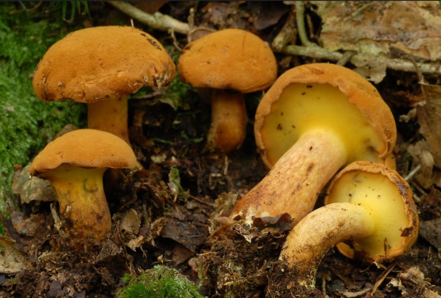 Моховик древесный