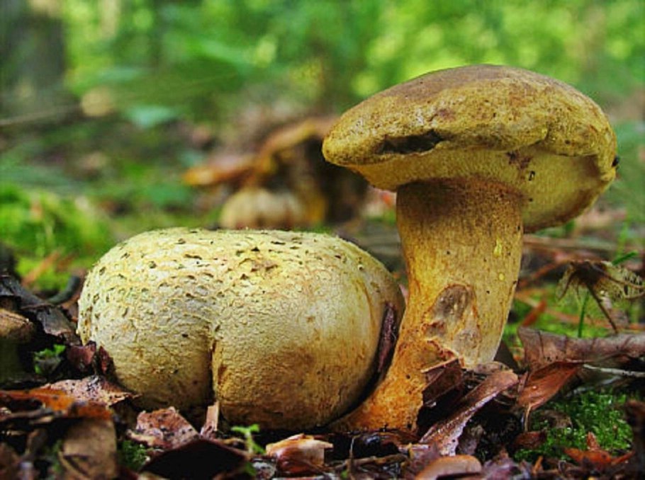 Suillus variegatus