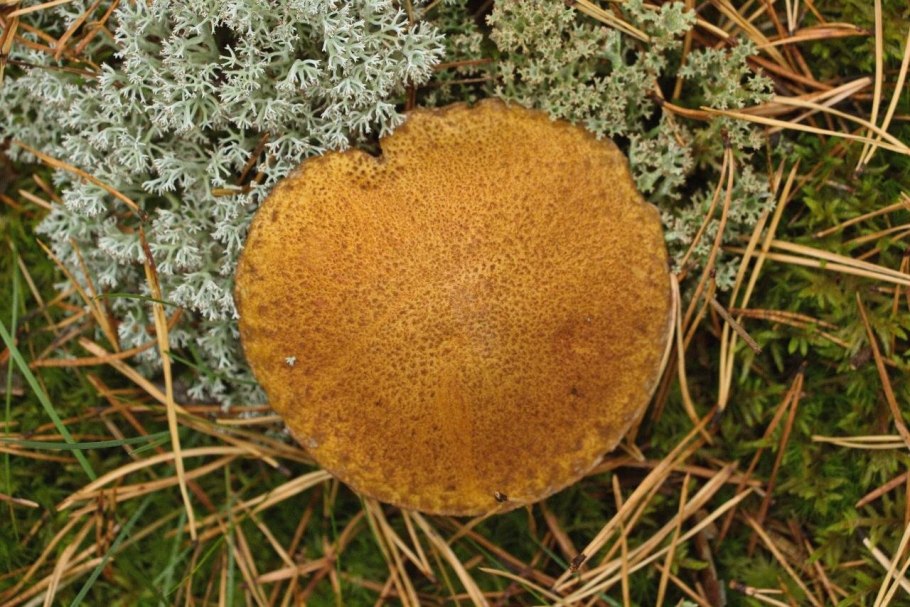 Моховик болотный