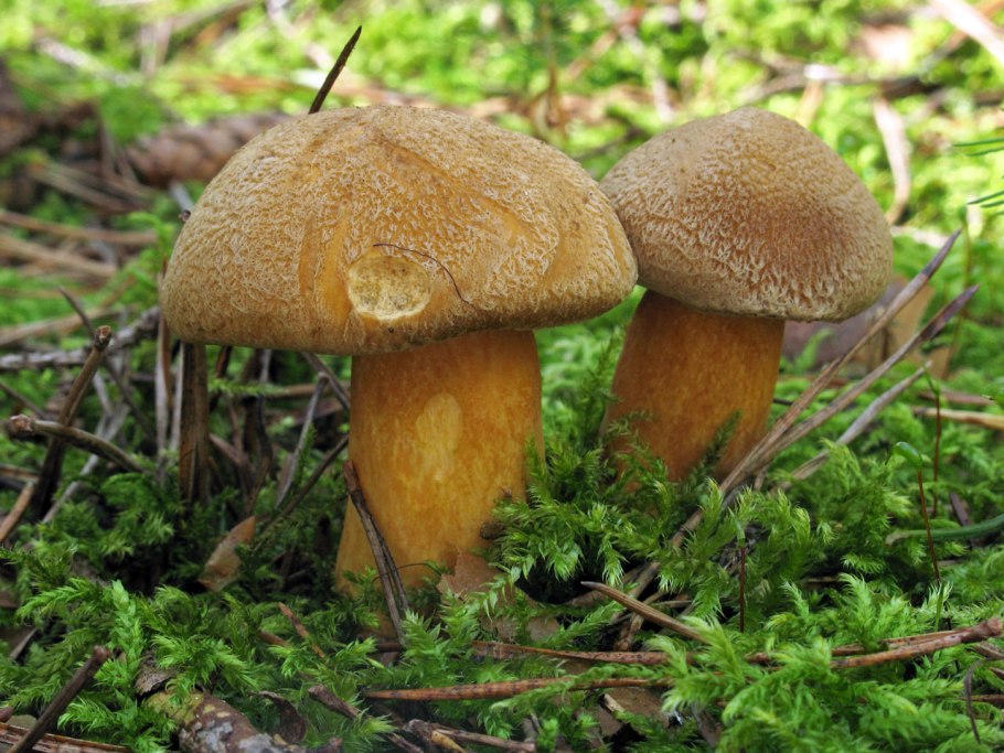 Масленок желто-бурый Suillus variegatus