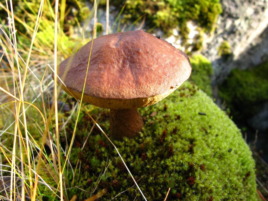 Маслёнок желто-бурый Suillus variegatus