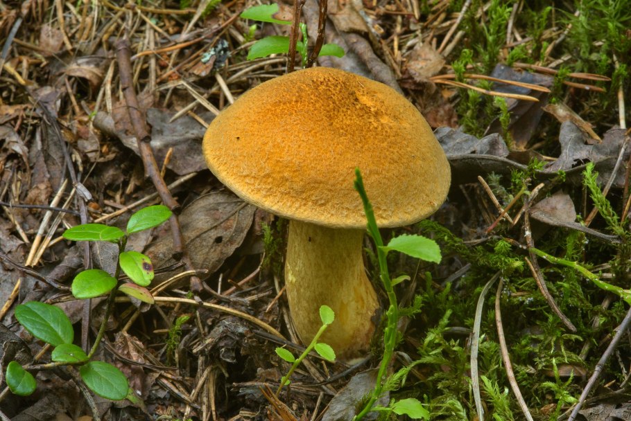 Маслёнок желто-бурый Suillus variegatus