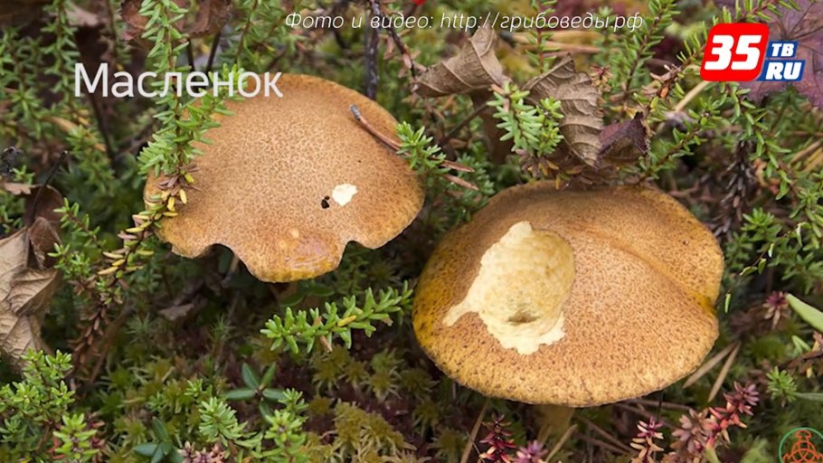 Моховик Боровой