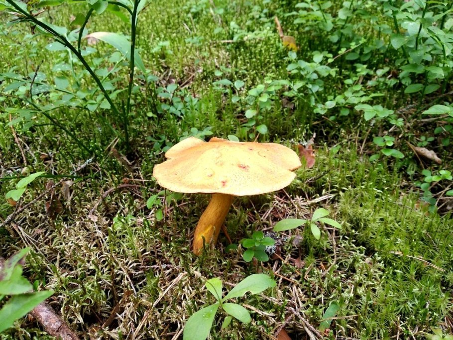 Боровой масленок моховик