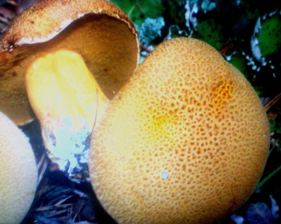 Маслята и моховики