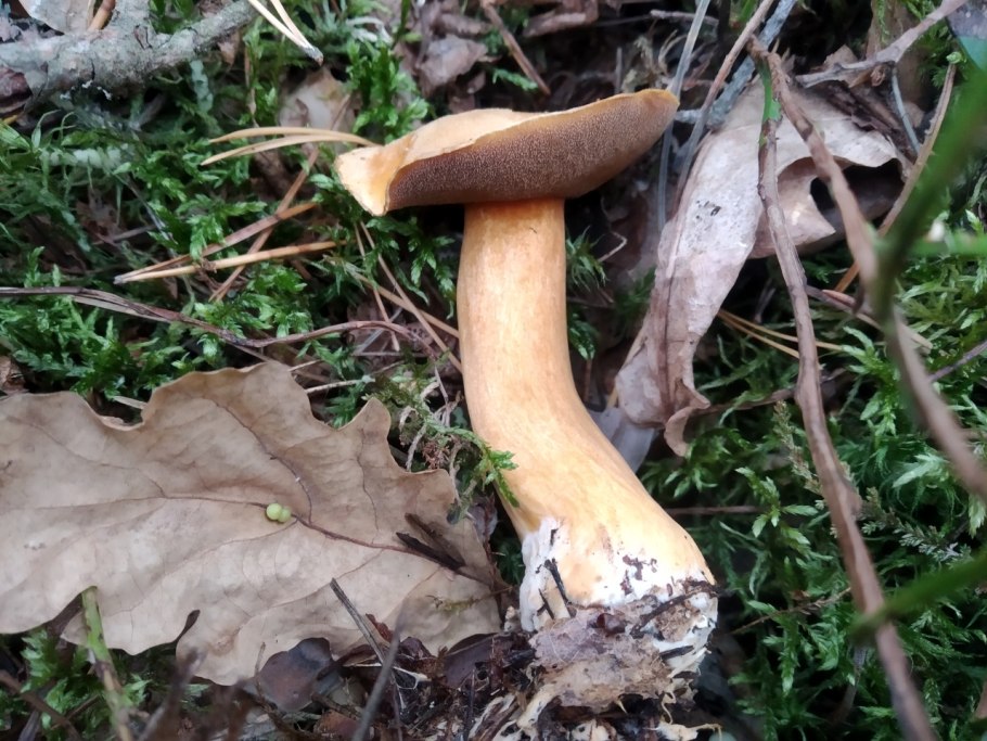 Масленок желто бурый