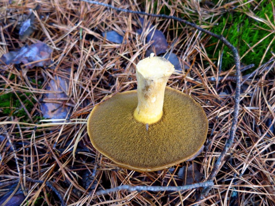 Гриб моховик желто-бурый