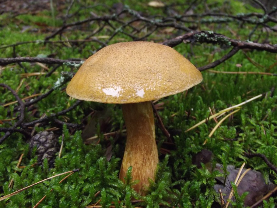 Boletus variegatus