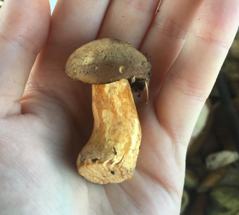 Гриб моховик желто-бурый