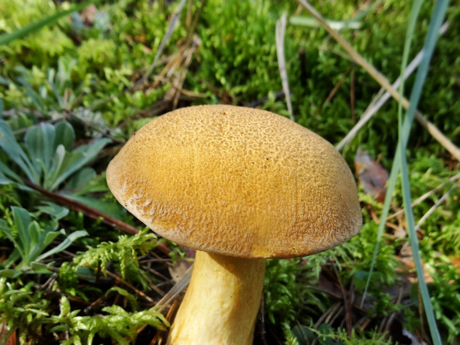 Польский гриб и желто бурый моховик