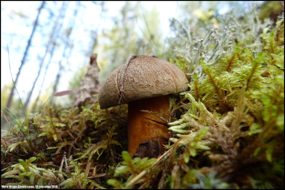 Моховик боровой