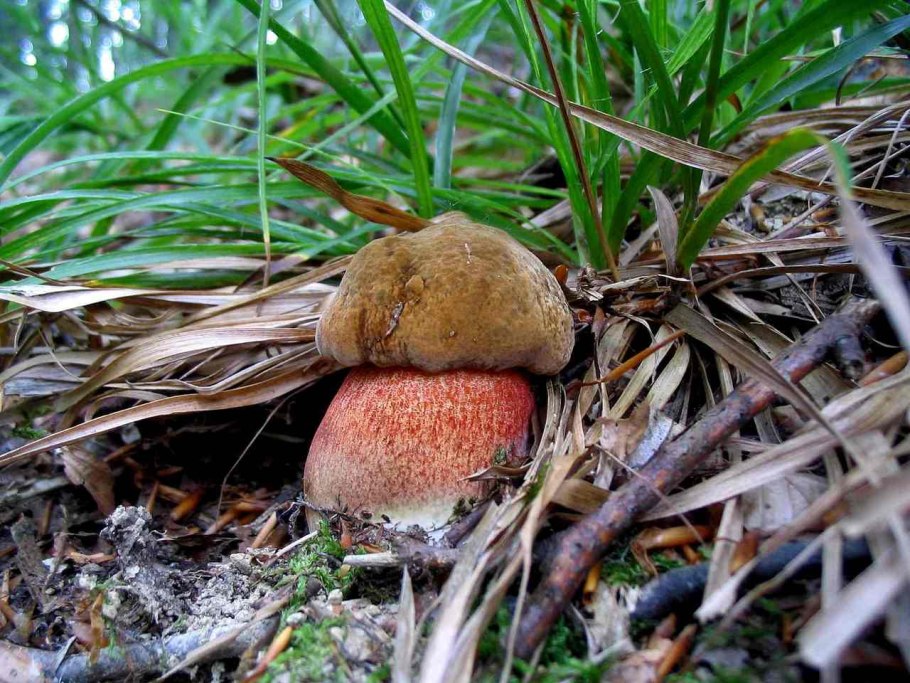 Дубовик крапчатый Boletus erythropus
