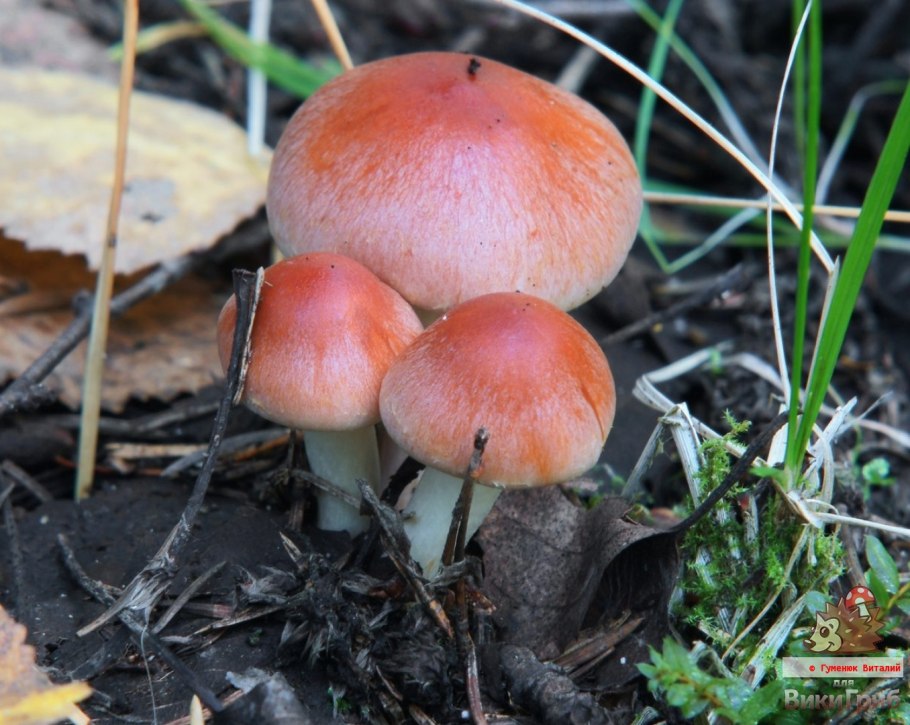 Ложноопёнок кирпично-красный Hypholoma sublateritium