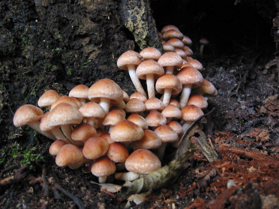 Опенок кирпично-красный Hypholoma