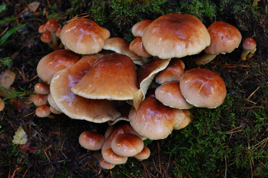 Опята краснокирпичные